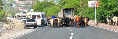 Tierherden auf der E117 / Yerevanyan Hwy bei Goris